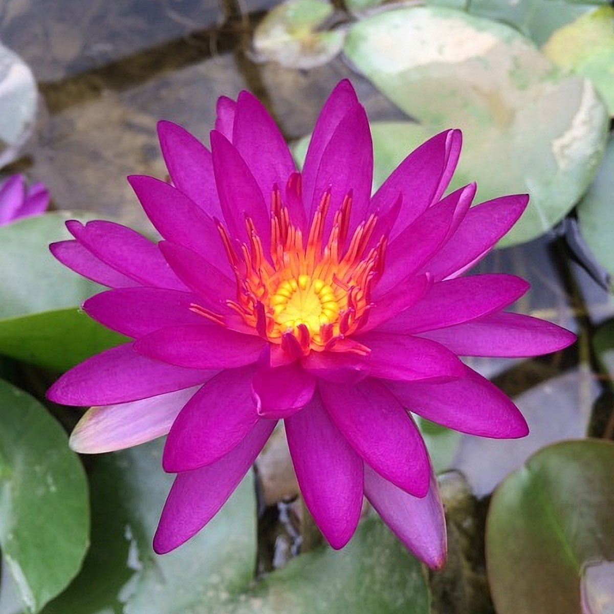 Nymphaea 'Purple Fantasy' Nymphaea 'Purple Fantasy'