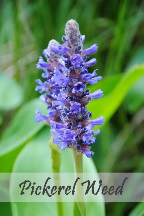 Blooming Purple Pickerel Weed 