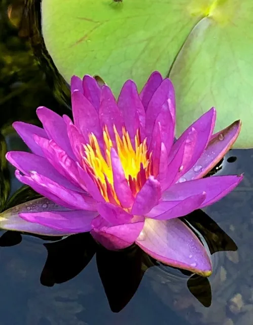 Nymphaea Violicious - Hardy Purple Waterlily