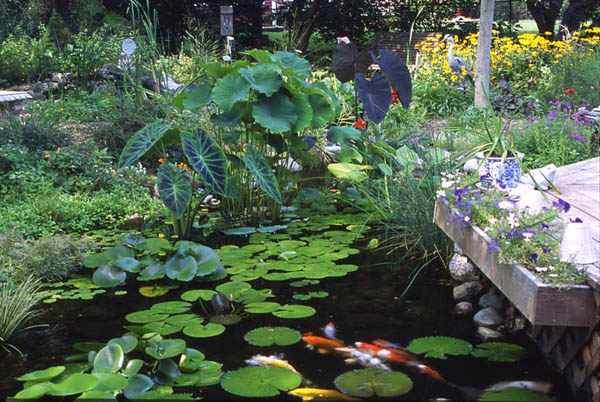 7 Tips for Planting Your Pond