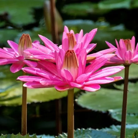 Red Flare Night-Blooming Tropical Waterlily