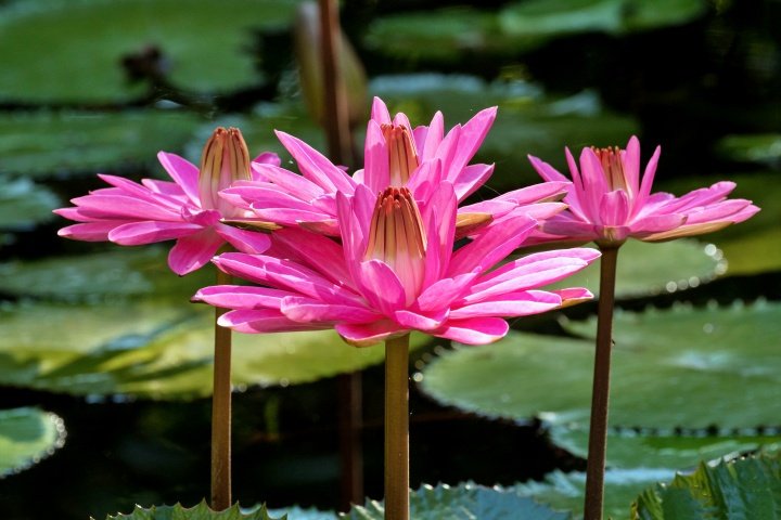 Red Flare Night-Blooming Tropical Waterlily
