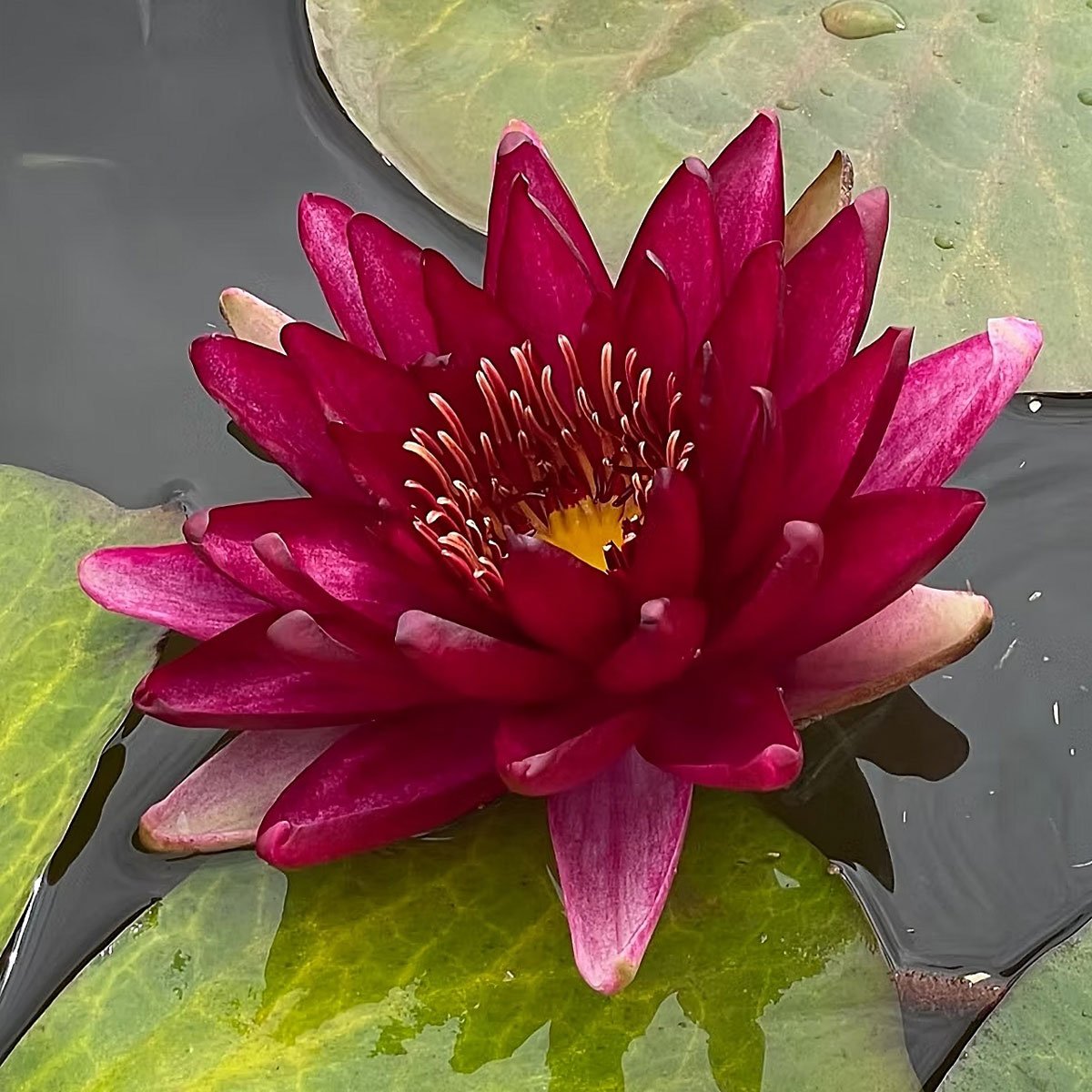 Red Watermelon MK II AO Nymphaea 'Red Watermelon MKII'