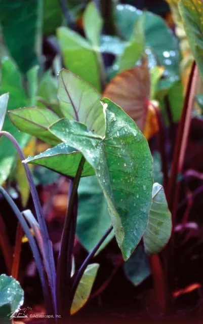 Red-stemmed Taro
