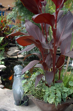 Red Leaved Canna, Canna australis