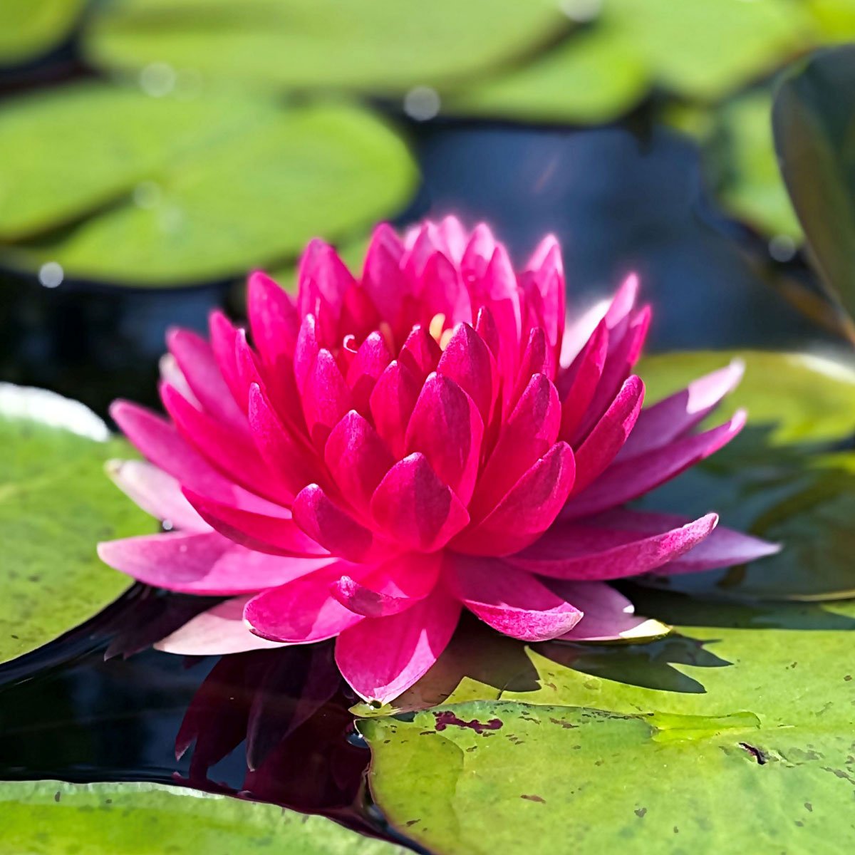 Reine du Bal Nymphaea 'Reine du Bal'