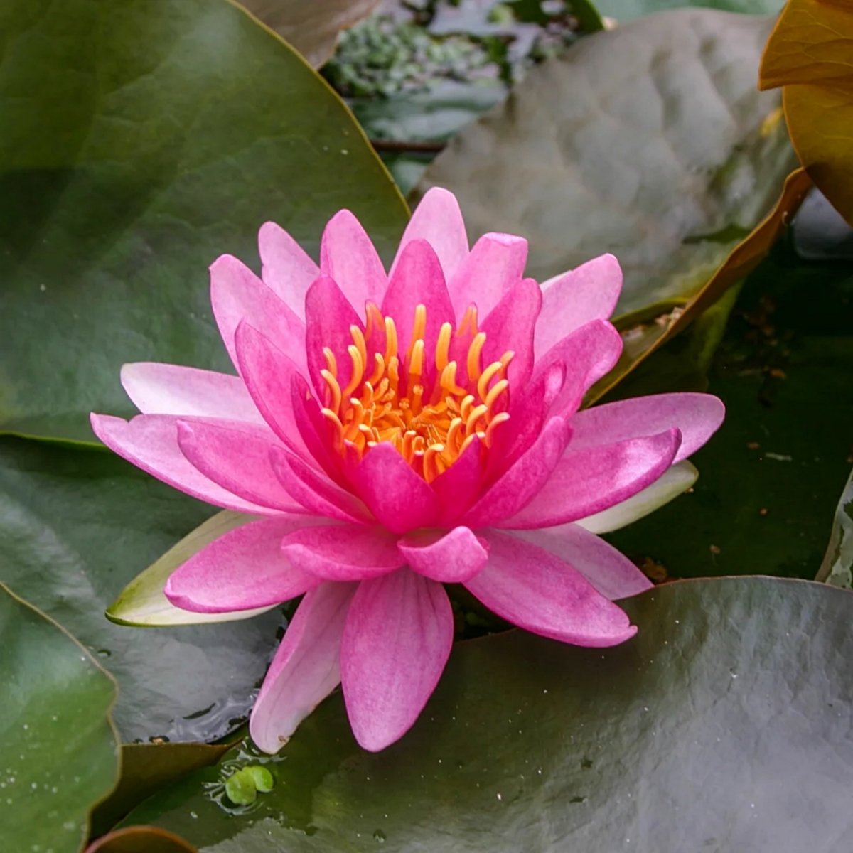 Rembrandt Nymphaea 'Rembrandt'