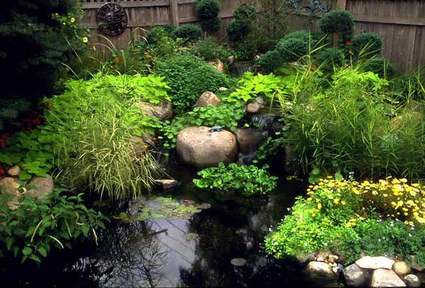 Green Plants in Pond