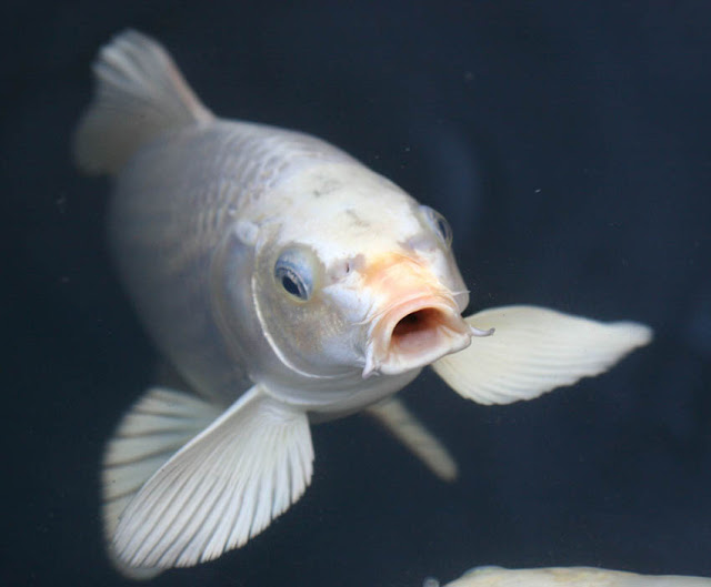 Koi Fish, Buttefly Koi, Japanese Koi Fish | Aquascape