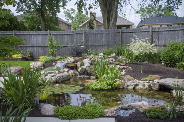 Variety of Aquatic Plants