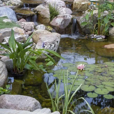 Backyard Garden Pond with Fish, Koi, Plants, Rock, and Gravel