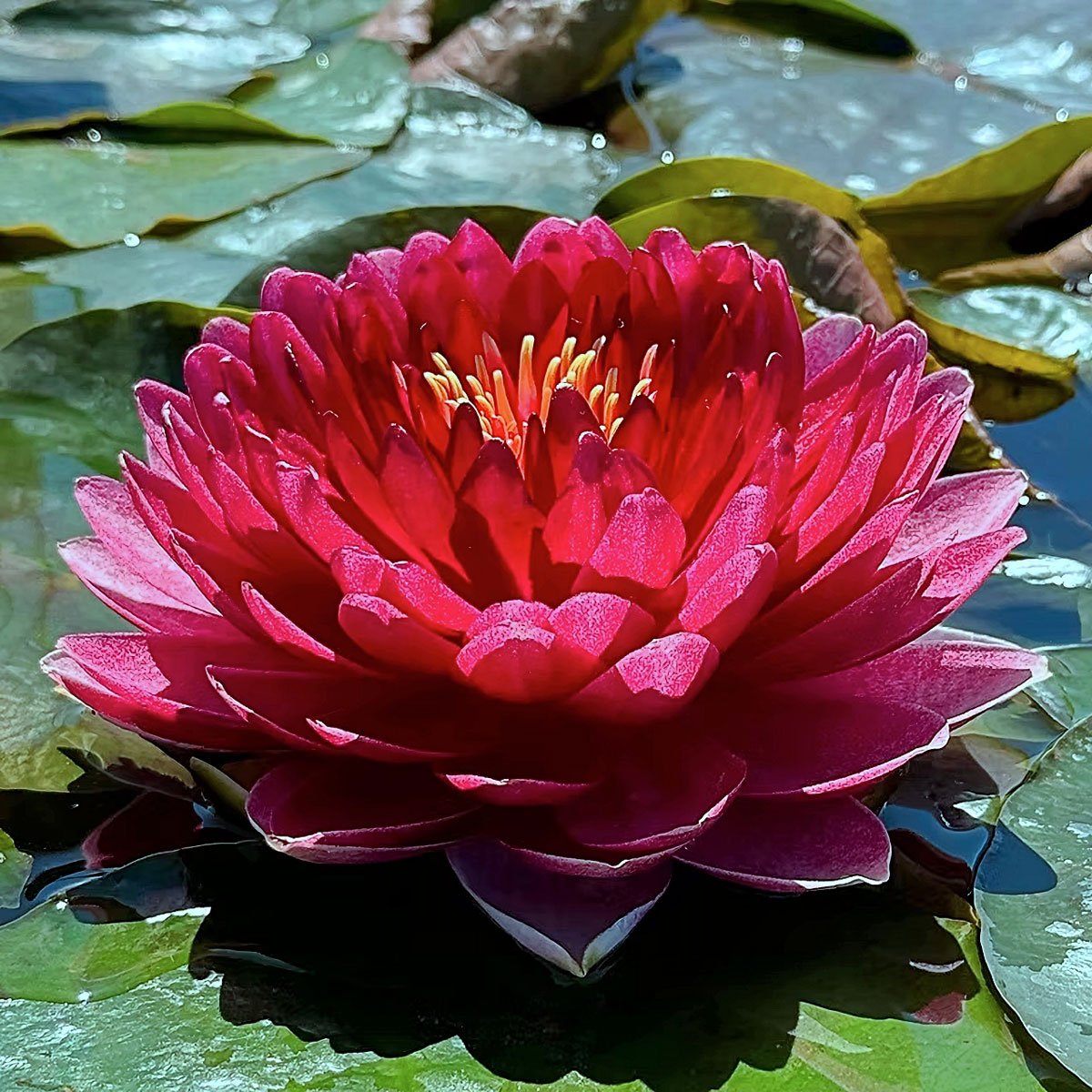 Sebolavy AO Nymphaea 'Sebolavy'