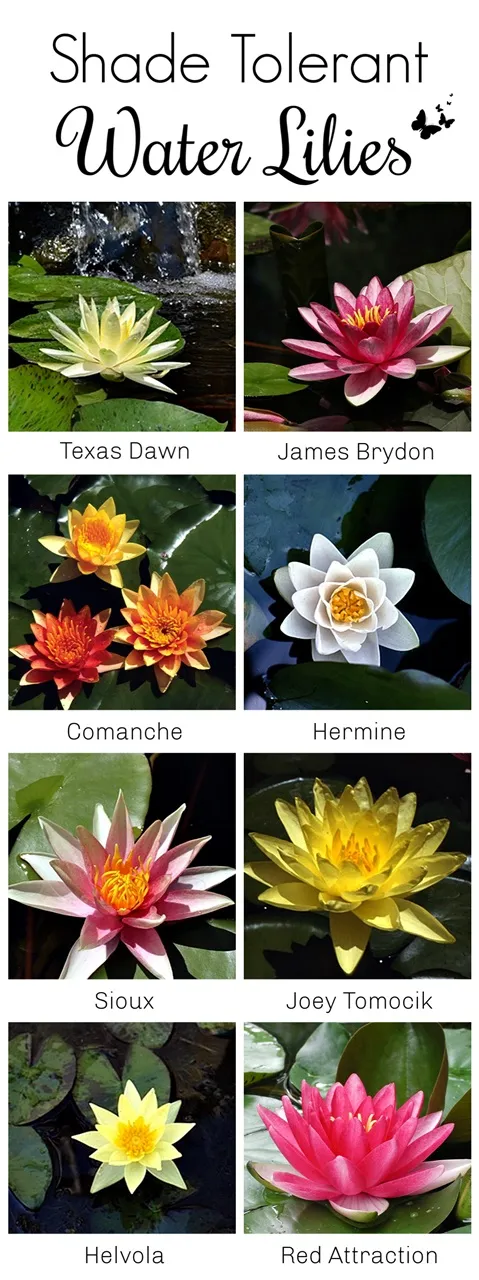 Shade Tolerant Water Lilies for Your Pond
