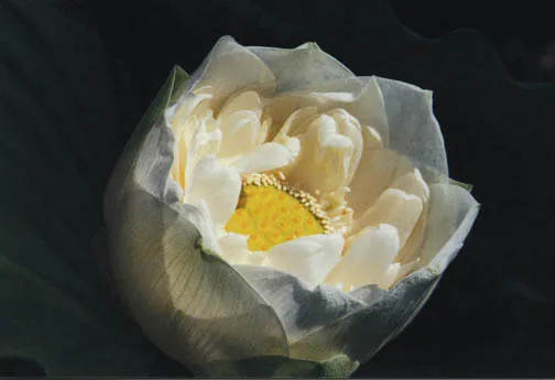 Shiroman Lotus