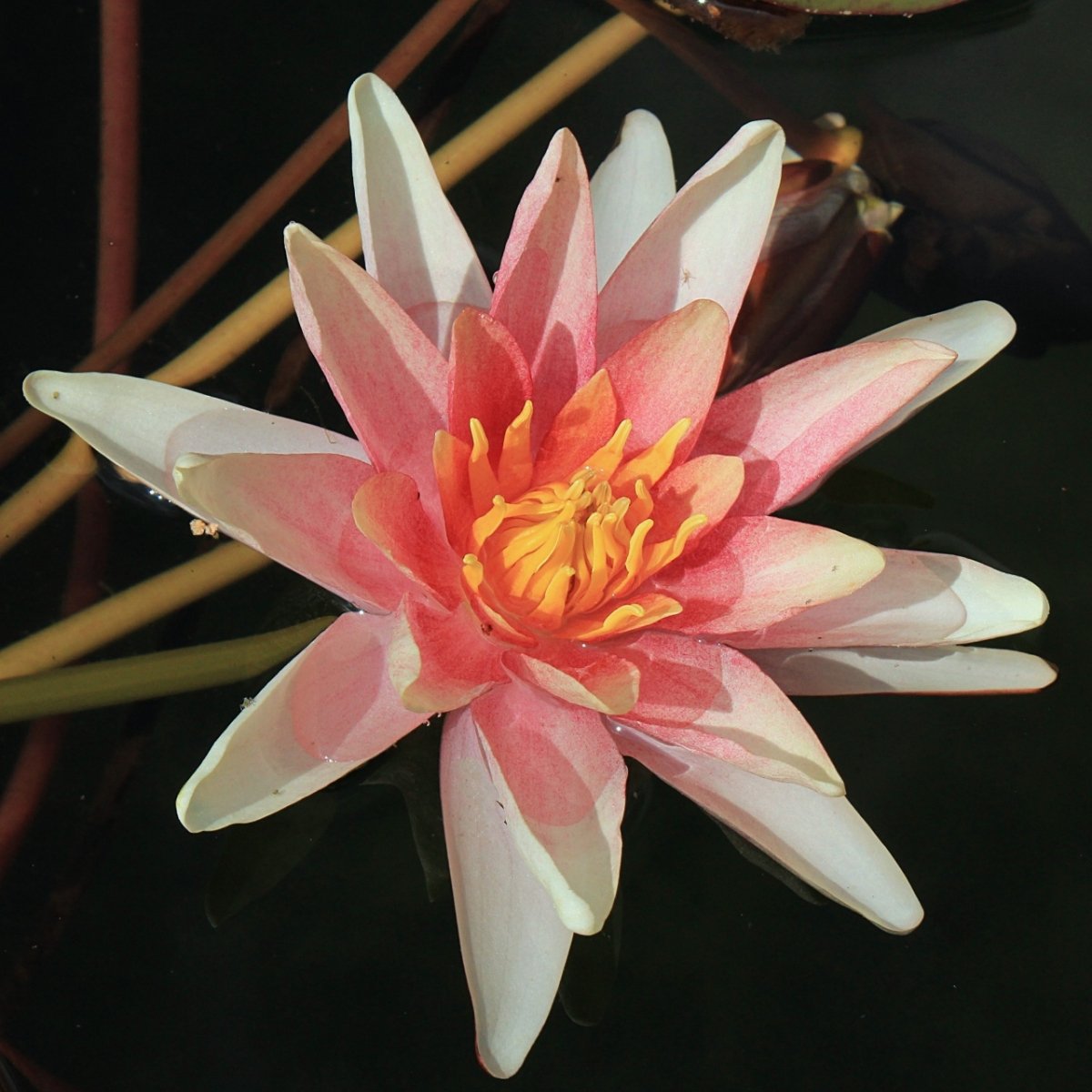 Nymphaea 'Sioux' Nymphaea 'Sioux'