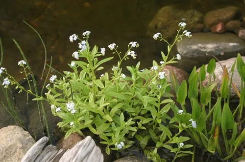 Water Forget Me Not