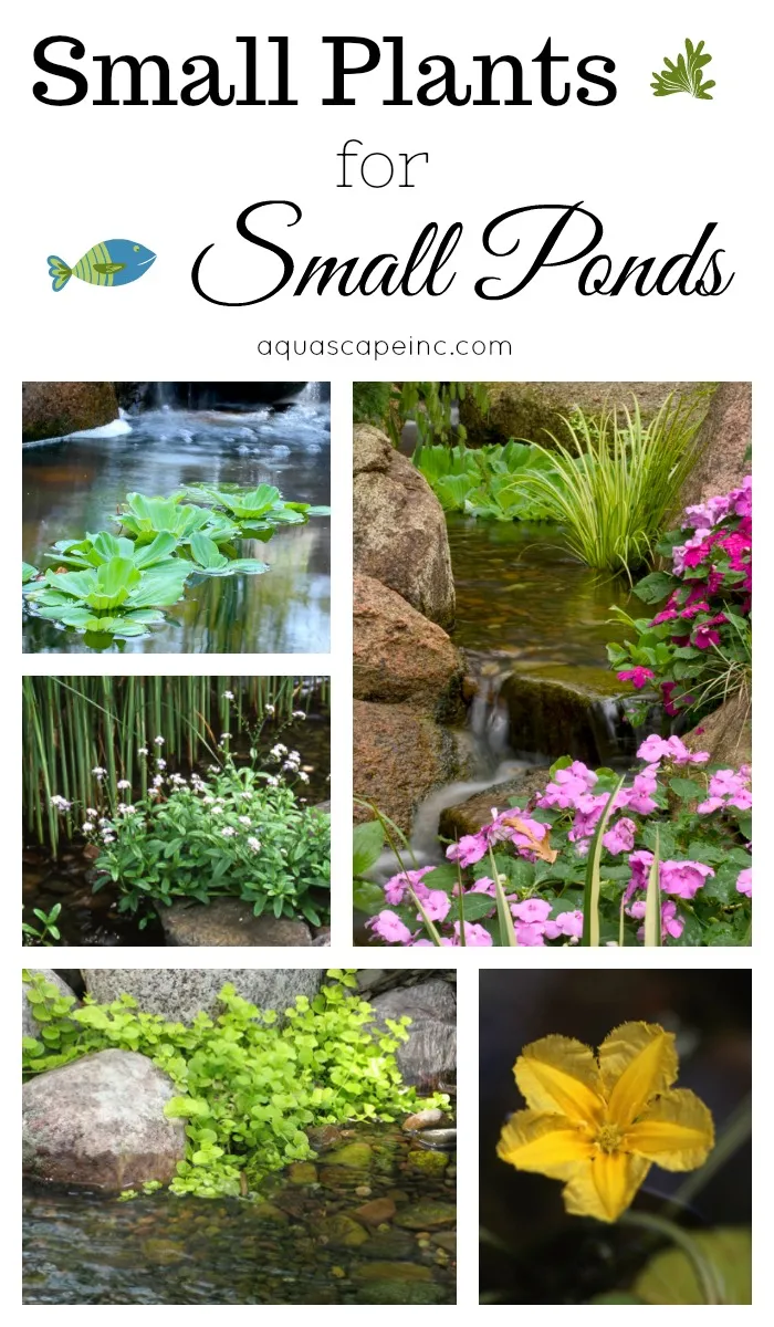 Small Plants for Small Ponds
