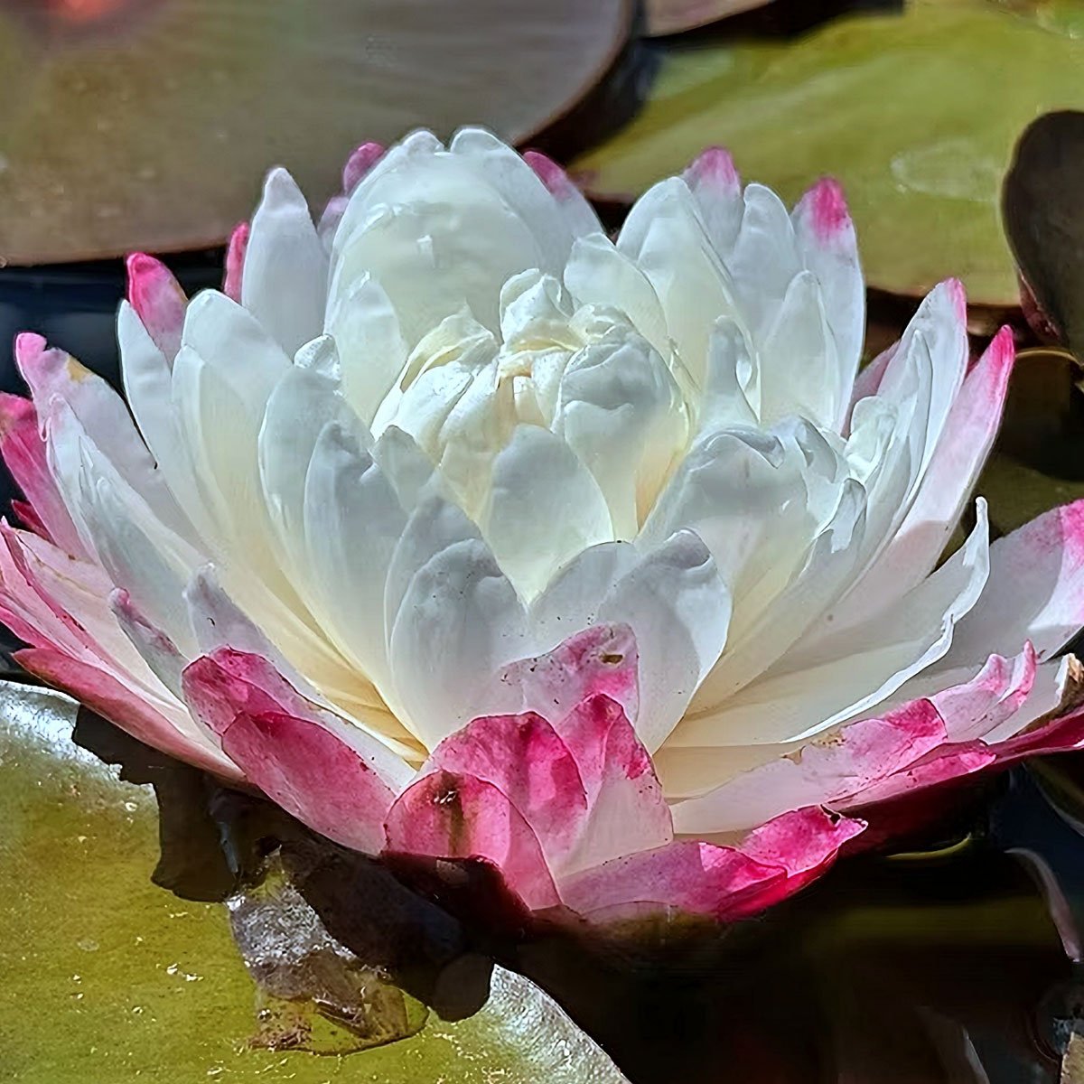 Snow Lady AO Nymphaea 'Snow Lady'