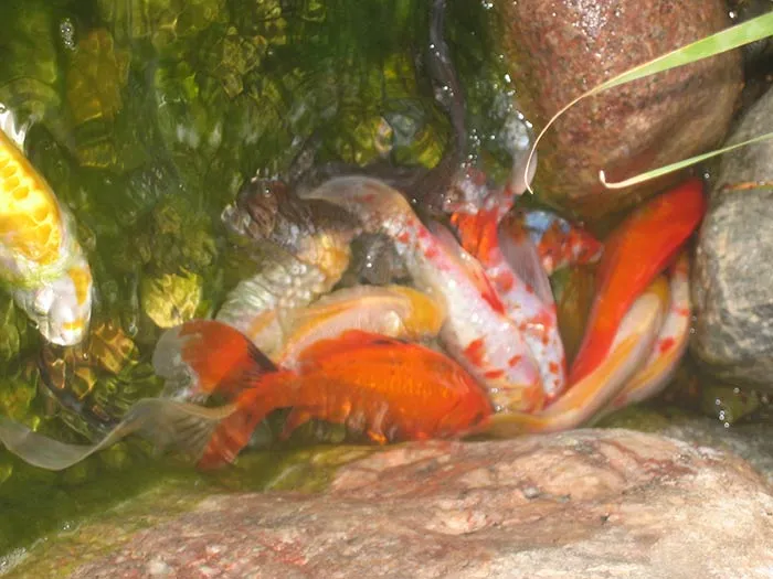 Why Are My Koi Fighting? - Aquascape, Inc.