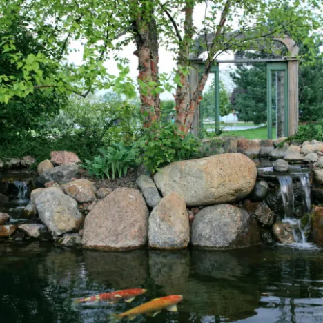 spring pond with tulips and koi