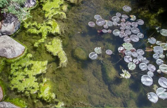 StringAlgae_About