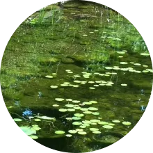 StringAlgae_links_round