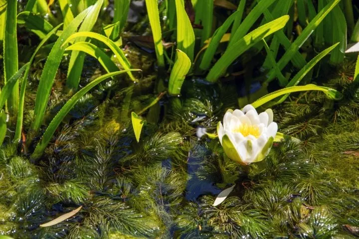submerged pond plants with waterlily
