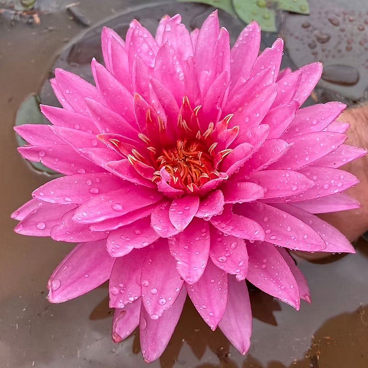 Super Nova AO Nymphaea 'Super Nova'
