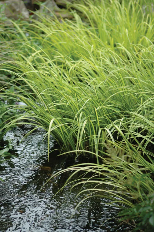 10 Popular Pond Plants - Sweet Flag