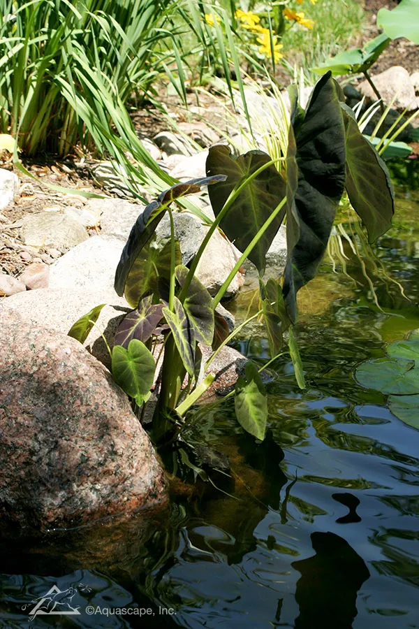 10 Invasive Pond Plants You Need to Know - Taro