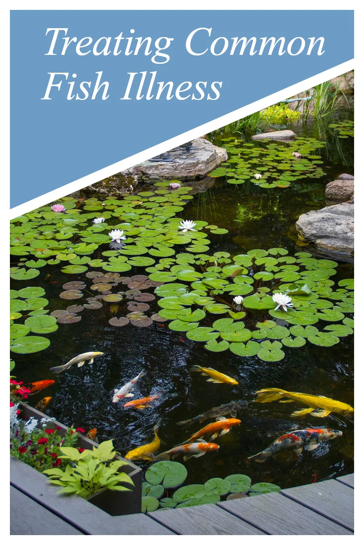 Treating Common Fish Illness