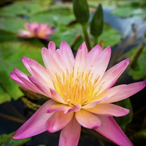 Tropic Sunset Waterlily