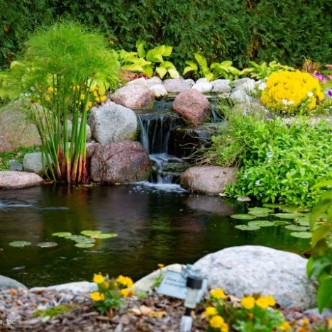 Pond with Plants