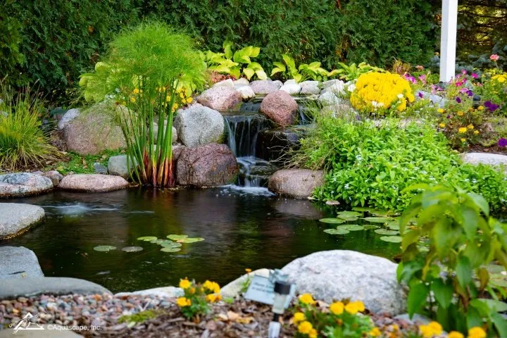 Pond with Plants