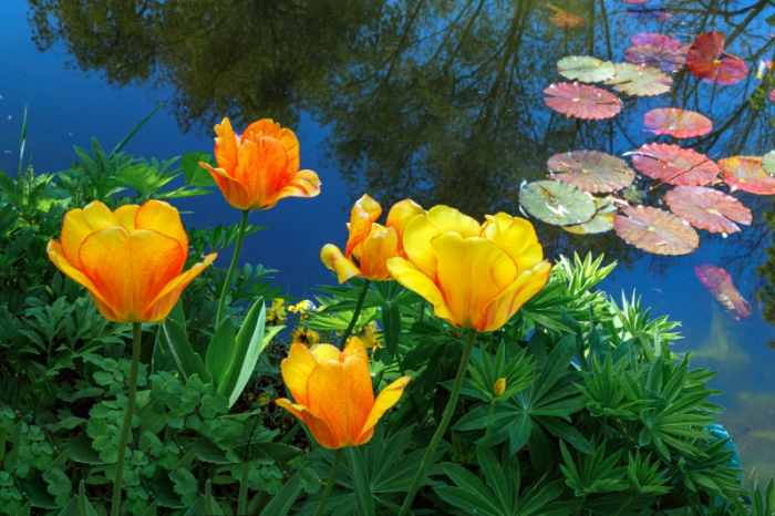 Springtime Pond - changes you should know about