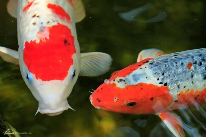 Two Koi in Pond