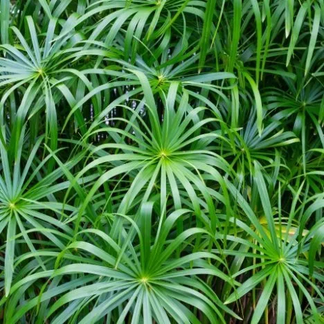 Umbrella palm plant Cyperus alternifolius