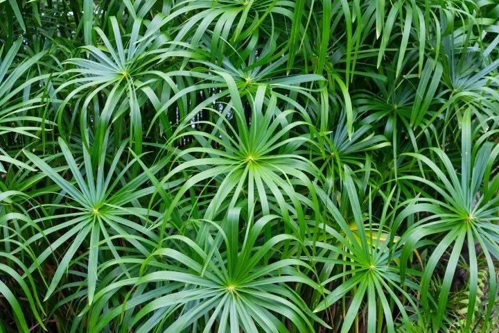 Umbrella palm plant Cyperus alternifolius