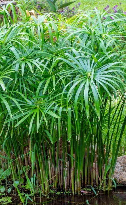 Umbrella papyrus or umbrella palm plant in a pond