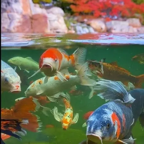 underwater photo of koi in healthy pond during autumn