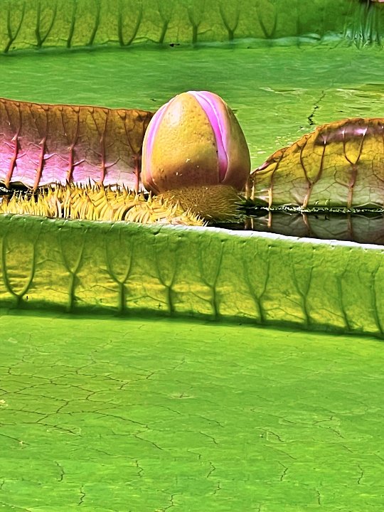 Victoriana boliviana - world's largest waterlily