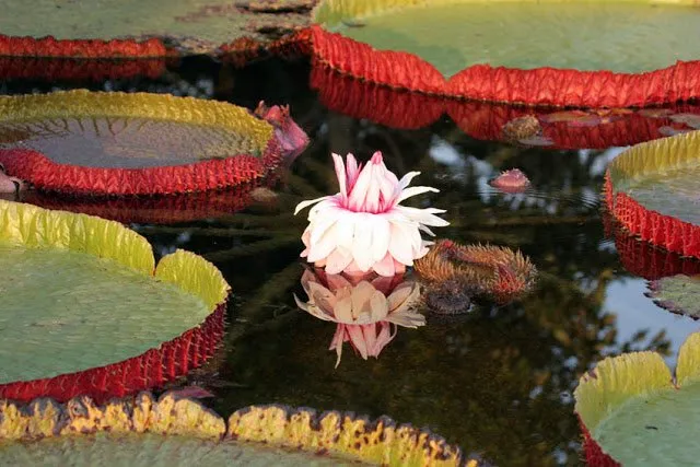 The regal Victoria Waterlily