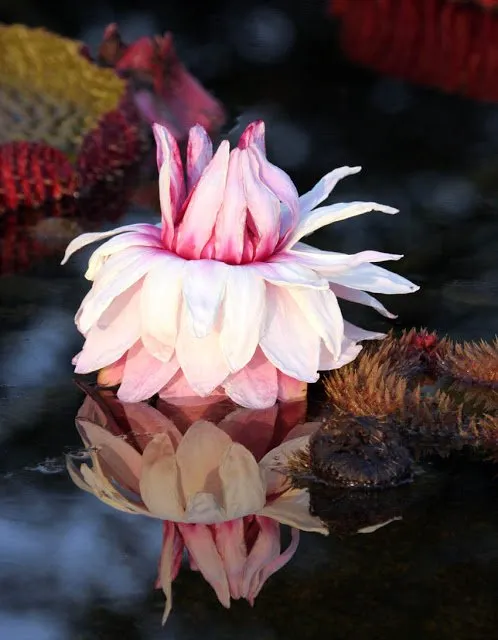 A close-up of this South American beauty, named after Queen Victoria.