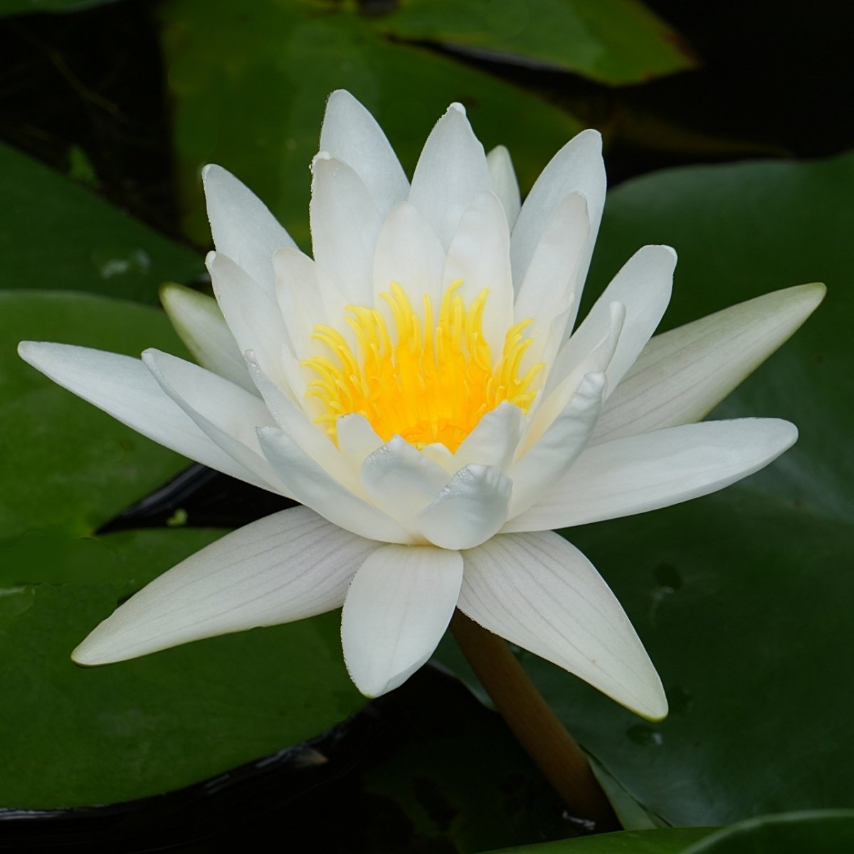 Whiter Water Lily Nymphaea 'Virginia' Nymphaea 'Virginia'