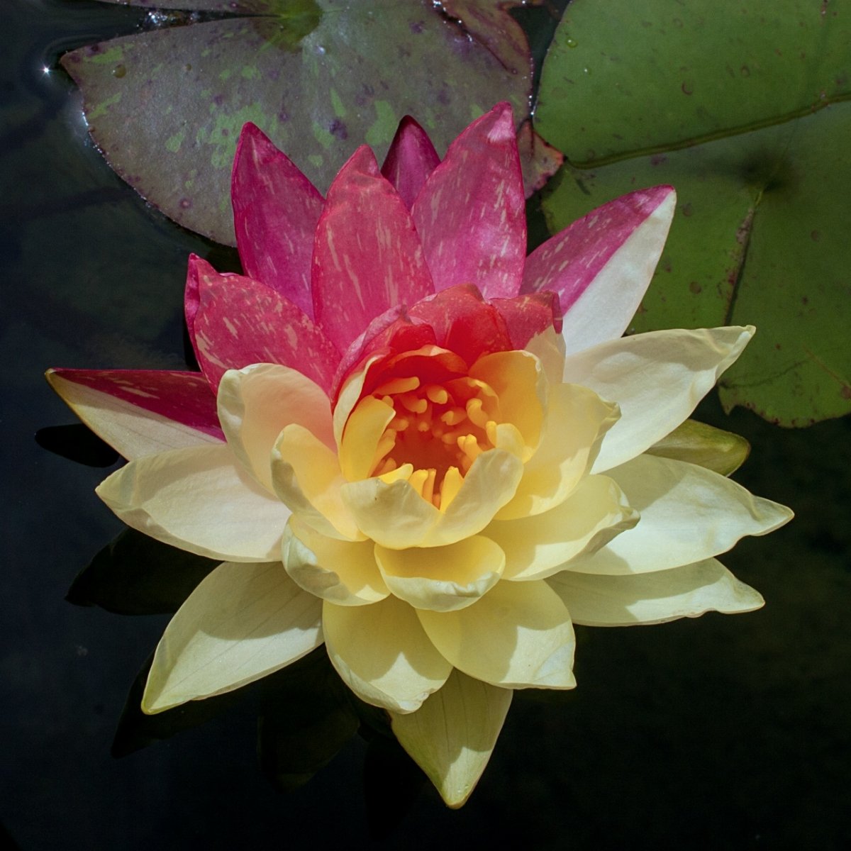 Wanvisa Nymphaea 'Wanvisa'