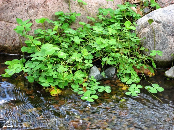 Water Clover at margin of pond