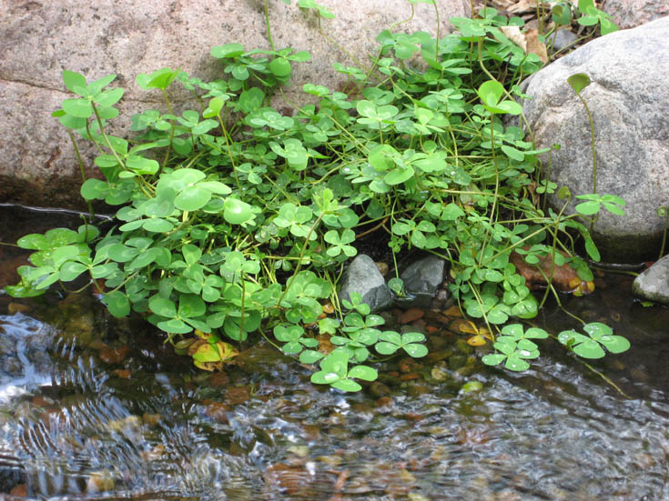 Aquascape Plant Quiz