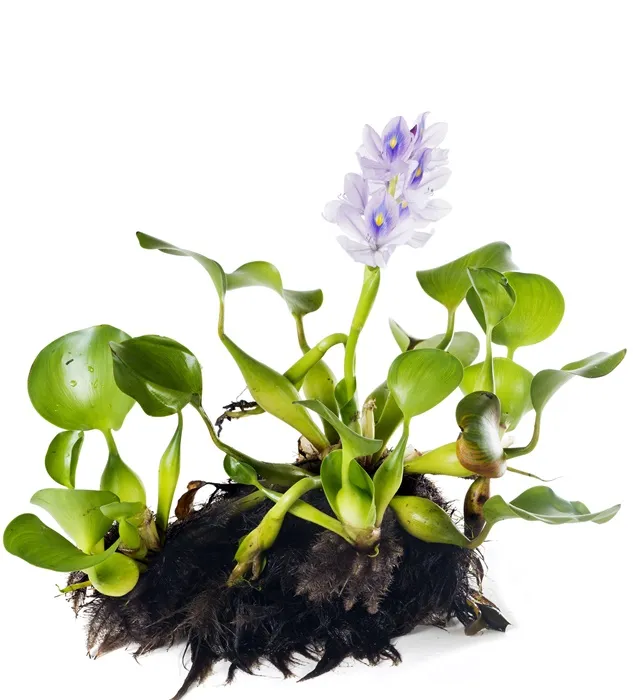 Water Hyacinth - Eichhornia Crassipes 