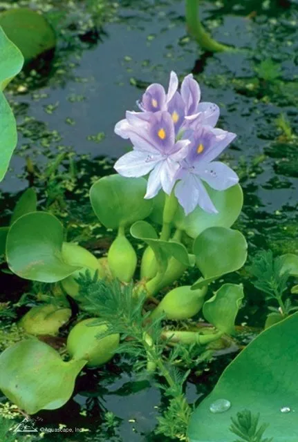 Water Hyacinth
