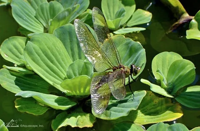 Water Lettuce with Dragonfly